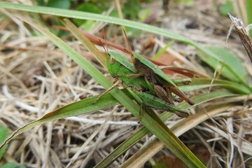 Tropical grasshoppers mating on grass in Florida nature, closeup