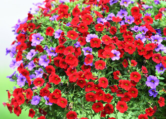 Fototapeta na wymiar colorful petunia flower blooming in summer