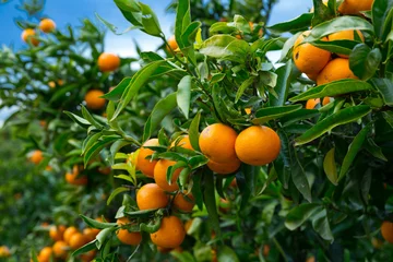 Foto op Plexiglas Ripe juicy orange mandarins on trees in orchard © JackF