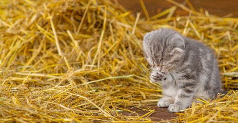 Naklejka na ściany i meble Small tabby kitten is washing in a pile of straw in a wooden shed on a farm. Stretched panoramic image for banner