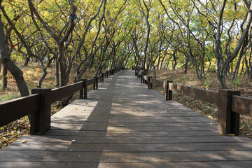 Beautiful trees and paths in autumn