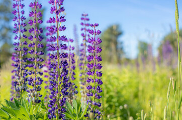 Obraz premium A lot of beautiful lupine flowers of lilac color