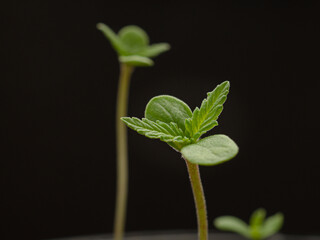 Cannabis seedling in a pot on a black background