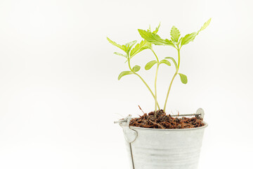 Cannabis seedling in a pot on a white background