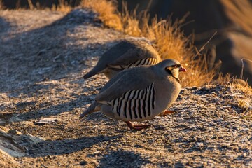 Sunrise over Roys Peak, Lake Wanaka and Mount Aspiring, South Island, New Zealand