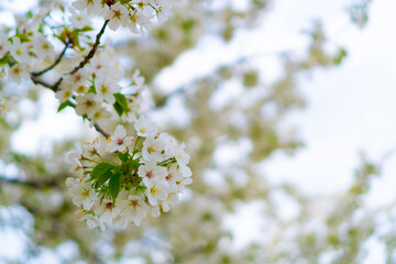 white cherry blossom