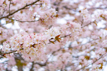 cherry tree blossom