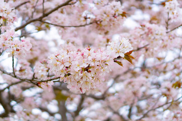 Obraz premium blossom