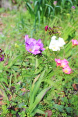 紫色の可愛いフリージアの花