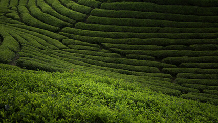 Tea Field Plantation
