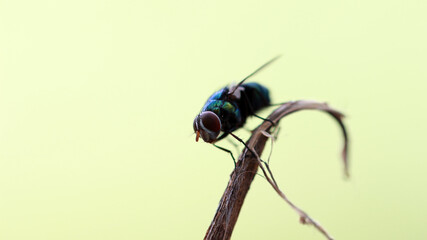 macro of a fly