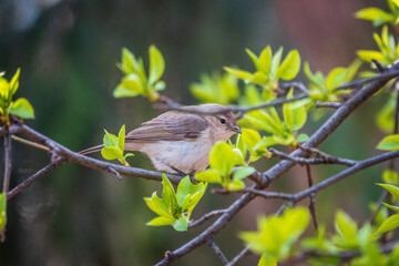 Common chiffchaff, lat. phylloscopus collybita, sitting on branch of bush in spring and looking for food
