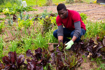 Portrait of African American gardener working in his vegetable garden in spring day..