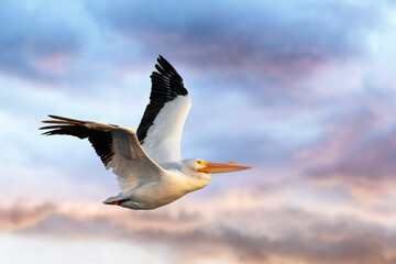 In the colorful early morning sky, an American white pelican bird soars above Ding Darling National Wildlife Refuge on Sanibel Island, Florida.