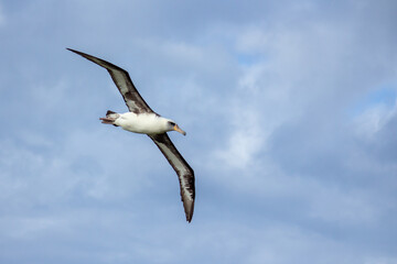 Obraz premium Albatross Flying
