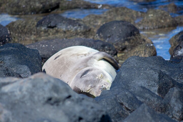 Sleeping Seal