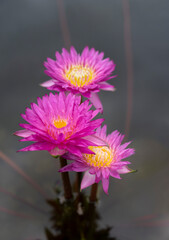 The selective focus of three vivid pink lotus flowers with yellow pollen is blooming in the pond. Water lily.