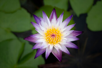 A single purple-white lotus flower with yellow pollen and green lotus leaves backgrounds is blooming in the pool. Water lily.