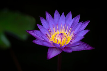 Close up of a beautiful violet lotus flower and yellow pollen is blooming on dark background. Water lily.