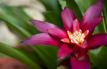 Close-up of purple-red Bromeliads flower with white-yellow pollen is blooming in the tropical garden on green leaves background. (Bromeliaceae)
