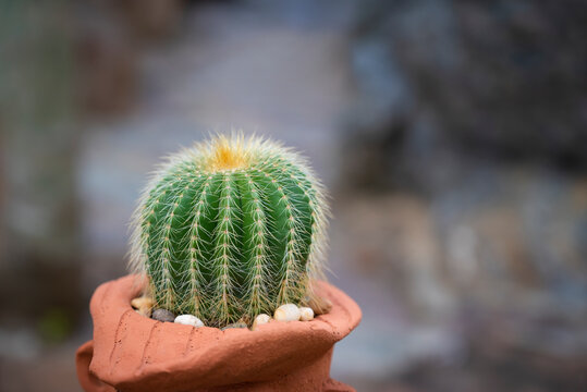 Close-up of Parodia cactus (Eriocactus), a succulent plant with green stem, round-shaped, and yellow spines. The ornamental plants on a terracotta pot in the rock garden.