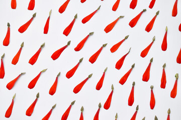 zinnia petals pattern on white background. repetition concept, flat lay, top view.