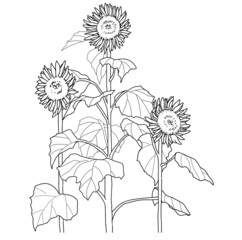 Fototapeta premium ひまわりのイラスト