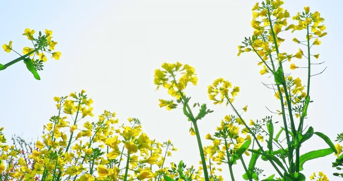 Yellow rape flowers bloom in spring. Beautiful flowers and sun with blue sky.