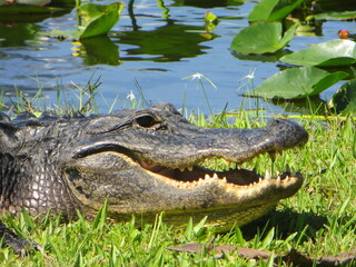 Alligator in the Water