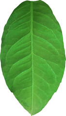 Obraz premium green leaves on a white background