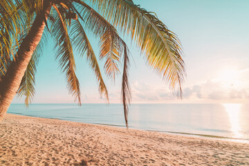 Palm tree at tropical beach on sunset sky abstract background. Summer vacation and nature travel adventure concept.