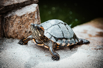 turtle on the rocks
