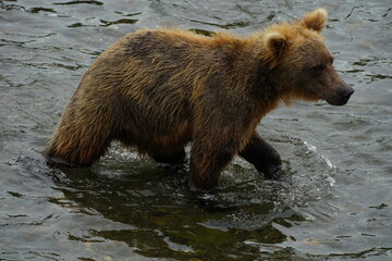 Fototapeta premium Katmai grizzly bears catching salmon