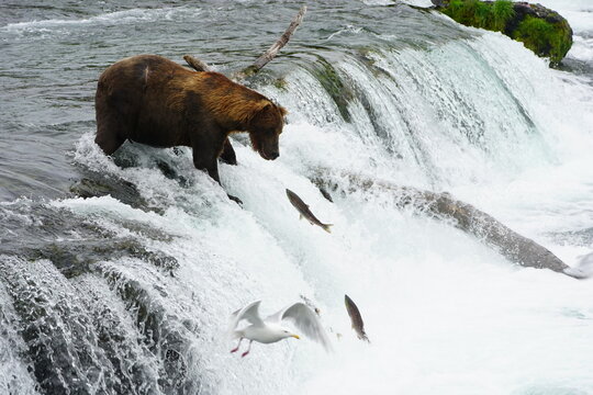 Katmai grizzly bears catching salmon