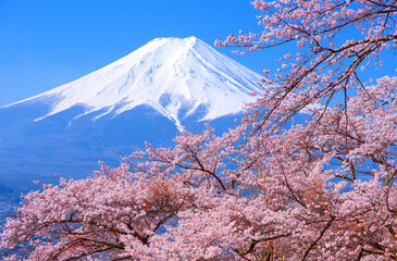 20220410富士吉田市・富士見孝徳公園の桜と富士山