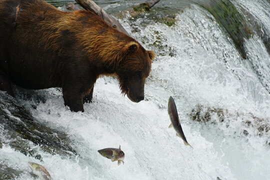 Katmai grizzly bears catching salmon