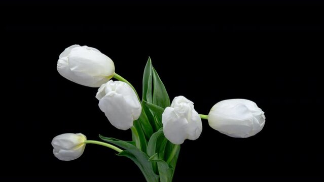 Beautiful bouquet of white tulips on black background, close-up. Holiday bouquet. Wedding backdrop, Valentines Day, Easter concept.