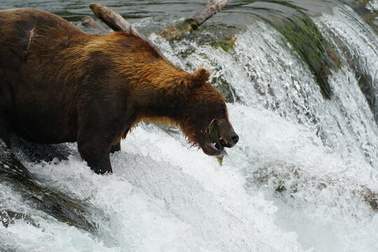 Katmai grizzly bears catching salmon