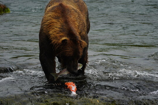 Katmai grizzly bears catching salmon