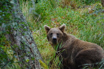 Katmai grizzly bears catching salmon