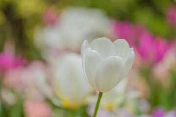 チューリップ　花　白い