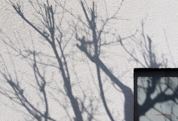 tree branches shadow on white wall
