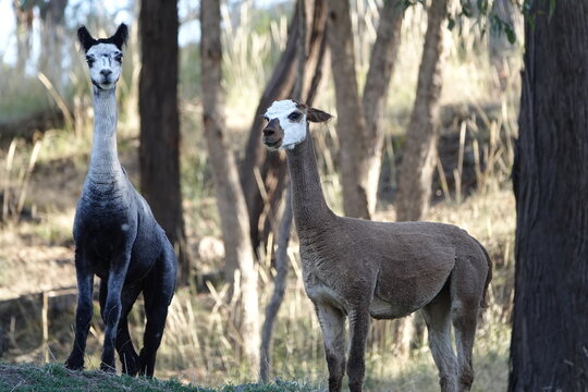 A group of Alpacas in a paddock.

Photograph. 