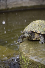 Fototapeta premium tortule