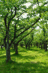 Obraz premium A park without people in the morning, a pattern of light and shadow created by trees on a green carpet.