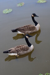 Pair of Geese on a Lake