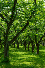 A park without people in the morning, a pattern of light and shadow created by trees on a green carpet.
