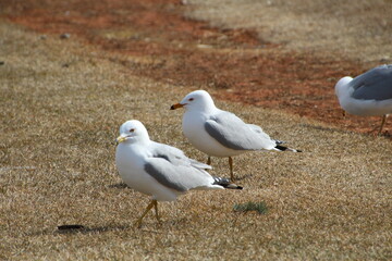 seagull on the beach