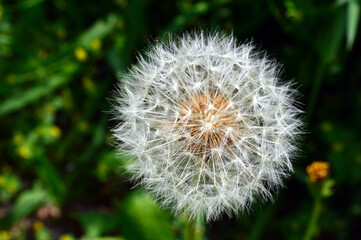 Close-up of dandelion fluff that creates a geometric pattern in the sunlight.