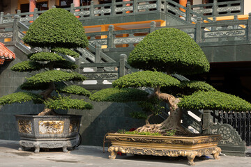 Large ornamental bonsai trees outside beautiful pagoda in Vietnam in sunlight on a clear day.